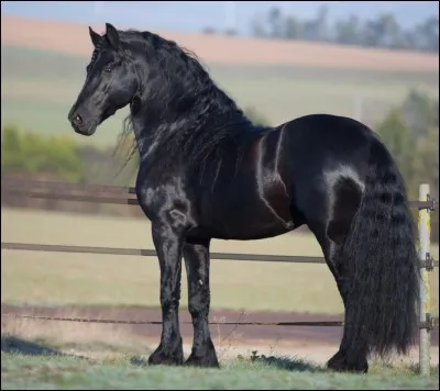 De quelle robe est ce cheval ?