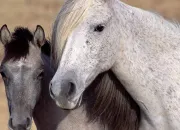 Test Quelle race de cheval es-tu ? (2)