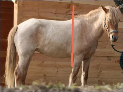 Un équidé est considéré comme un cheval à partir de...