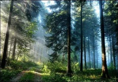 Quel arbre ou arbuste préférez-vous ?