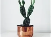 Quiz Les cactus : vrai ou faux ?