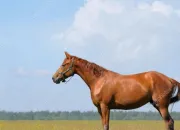 Quiz Les robes des chevaux