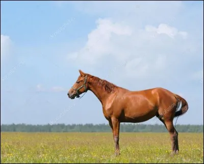 Ce cheval est ...