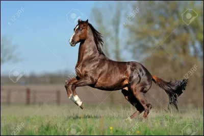 De quelle race est ce cheval ?