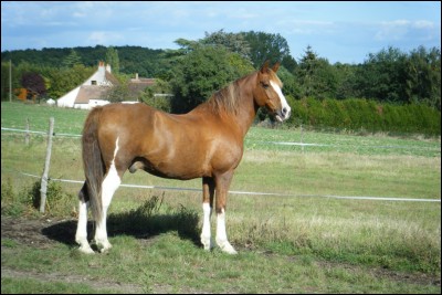 Les marques blanches sur les membres