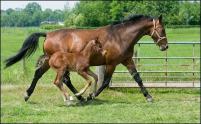 Comment s'appelle le petit du cheval ?