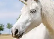 Test Quel genre de licorne es-tu ?