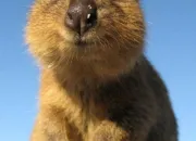 Quiz Connais-tu les quokkas ?