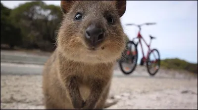 Le quokka est :