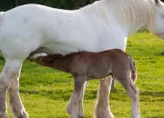 Quiz Les robes simples des chevaux