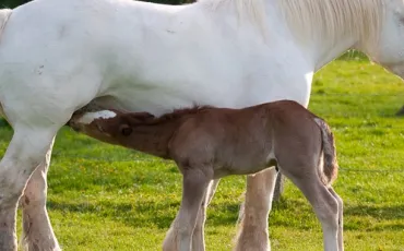 Quiz Chevaux