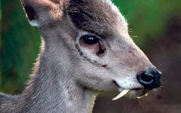 Quiz Animaux