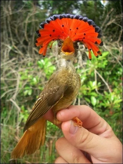 Quel est cet animal d'Amazonie ?