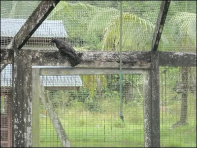 Singe d'Asie, à l'appendice nasal proéminent !