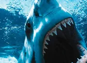 Test Quel requin es-tu ?