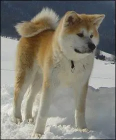 Quelle est la race du chien ci-dessous?