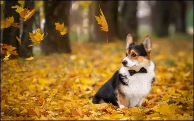 Qui chantait "Quand revient le vent de l'automne, je pense à tout ce temps perdu, je n'ai fait de mal à personne...." ?