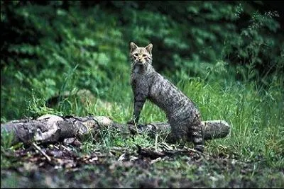 Quelle est la taille d'un chat forestier, queue comprise ?