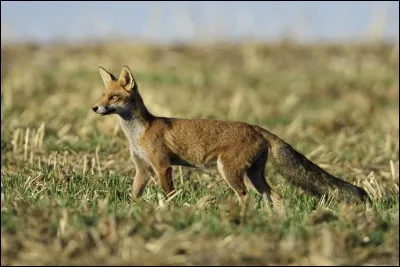 De quel animal solitaire des campagnes la hase est-elle la femelle ?