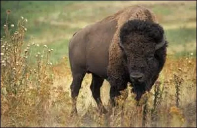 Quelle est la longévité chez le bison d'Amérique de Nord ?