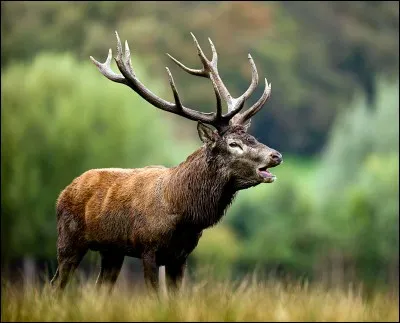 Pendant l'automne, que se passe-t-il pour les cerfs ?