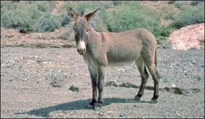 Quel est le poids de l'âne sauvage d'Afrique ?