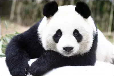 De quel type animalier sont les pandas ?