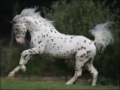 Quelle est la robe de ce cheval ?