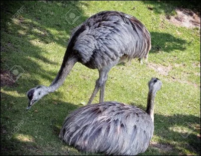 C'est dans l'outback que vous avez une chance de l'apercevoir !