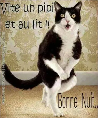 Comment sont tous les chats la nuit ?