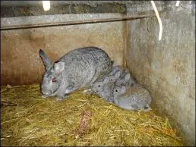 Combien de petits les lapins peuvent-ils avoir en une portée ?