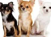 Quiz Les chihuahuas