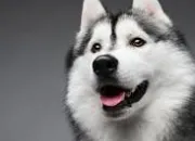 Quiz Le husky