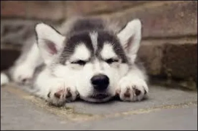 Le husky est fait pour :