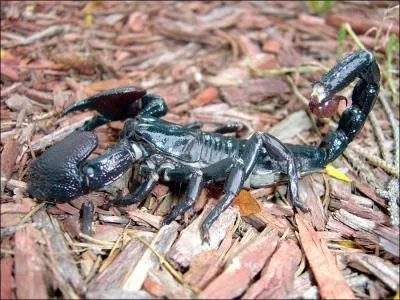 Combien peut mesurer ce scorpion?