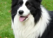 Quiz Le Border Collie