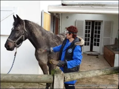 Quelle brosse utilises-tu quand ton cheval est plein de boue ?