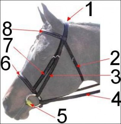 Quiz Galop Les Parties Du Licol Du Filet Et De La Selle