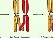 Quiz Biologie cellulaire animale