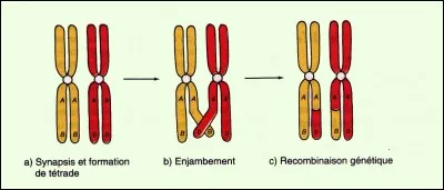 Le "crossing-over" ou "enjambement" a lieu lors de :