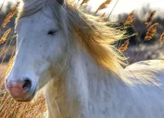 Quiz Equitation les quipement du cavalier et du cheval !