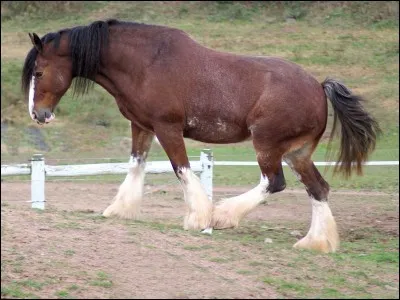 D'où vient le clydesdale ?