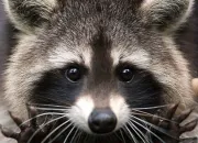 Quiz Le racoon