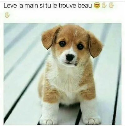 Quel est ton animal préféré ?