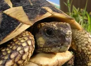 Quiz Connais-tu bien les tortues ?