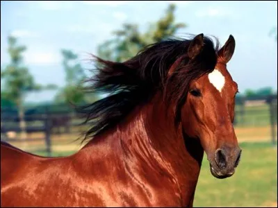 Les marques blanches : ce cheval a une ...