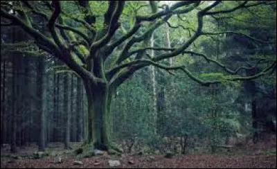 Située en Bretagne, elle cache bien des mystères. Si vous êtes très discrets vous y apercevrez peut-être Merlin l'Enchanteur ou la fée Viviane.