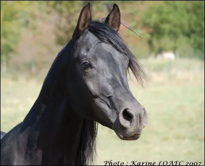 De quelle race est ce cheval?