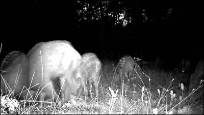 Photo prise de nuit, qui sont ces animaux ?