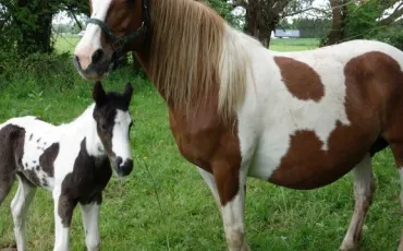 Quiz Chevaux